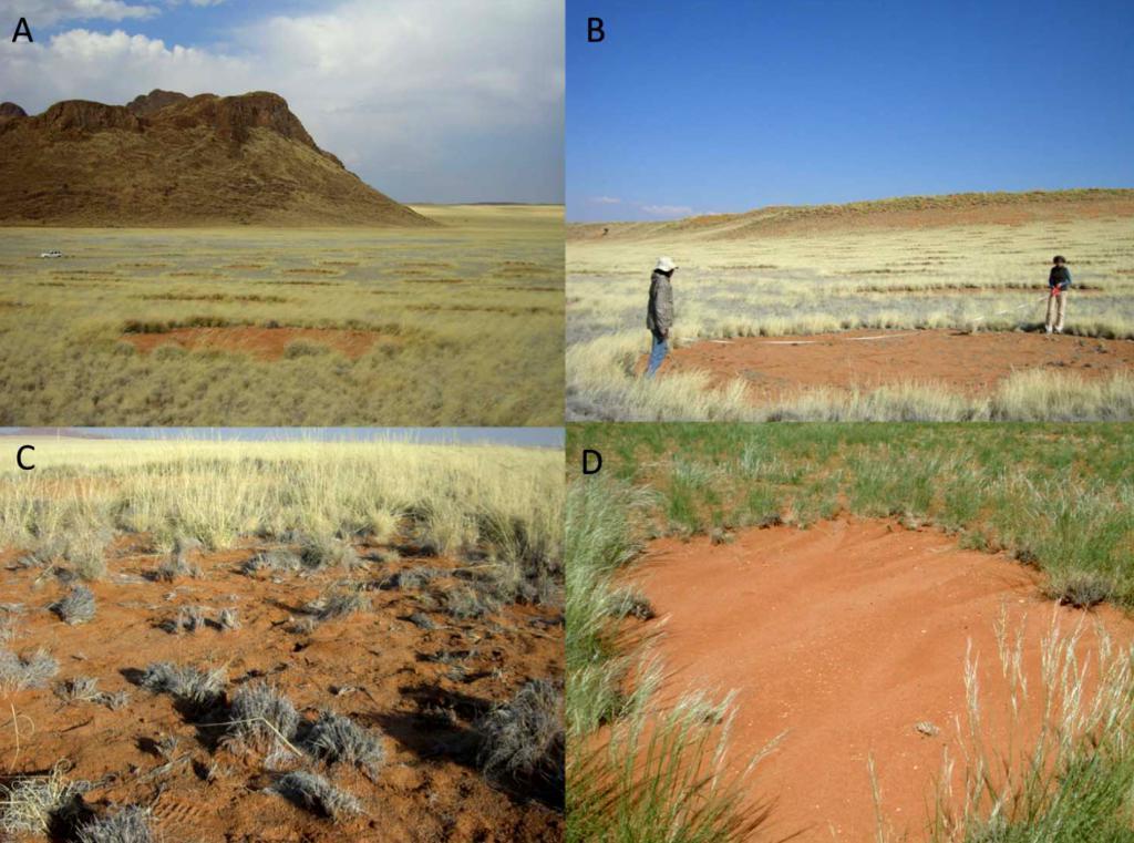 沙漠上的一个个“神秘怪圈”，真的是外星人干的吗？