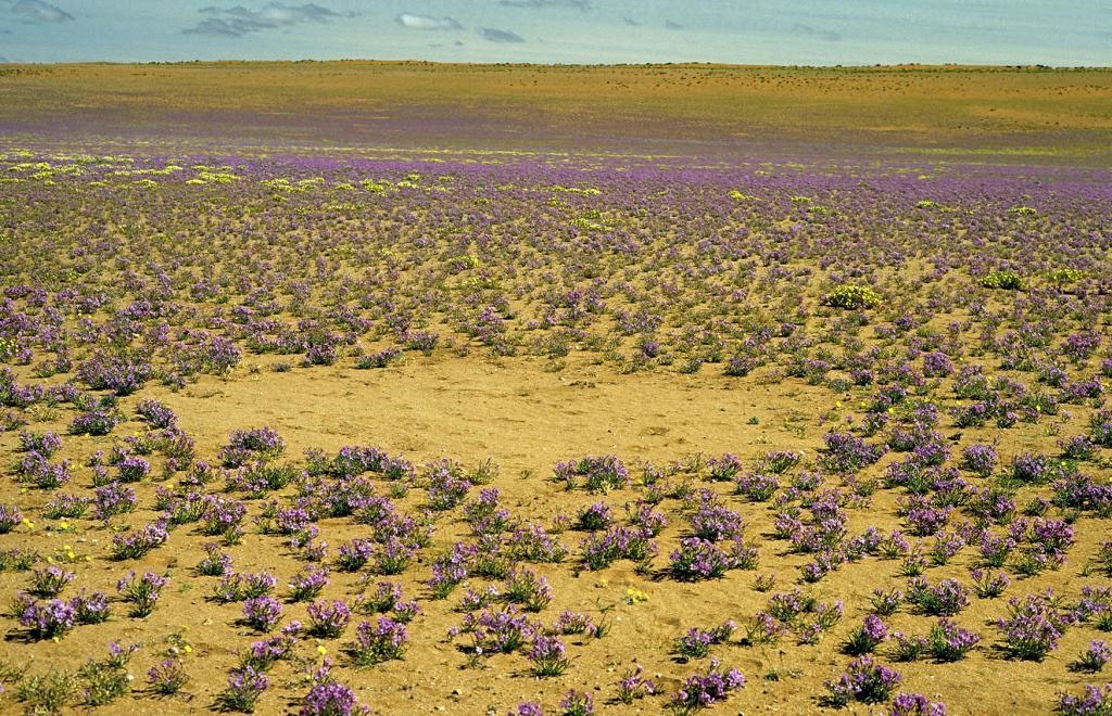 沙漠上的一个个“神秘怪圈”，真的是外星人干的吗？