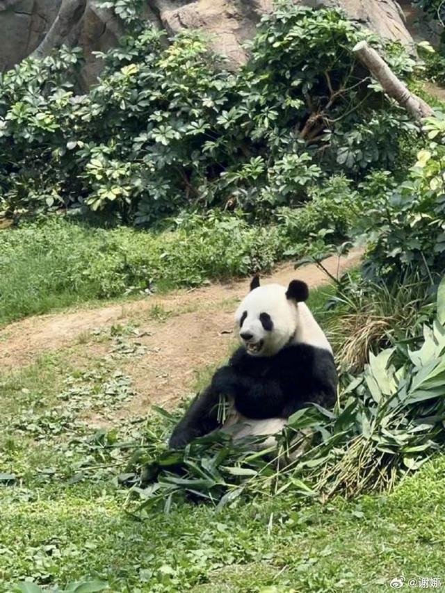 谢娜带孩子们到香港海洋公园游玩 晒照感谢王祖蓝的安排
