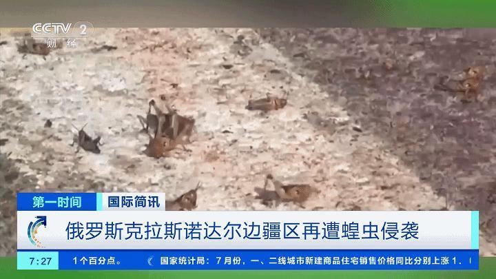 体长达5厘米！这里再遭蝗虫侵袭！遮天蔽日