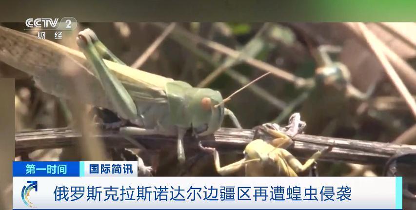 体长达5厘米！这里再遭蝗虫侵袭！遮天蔽日