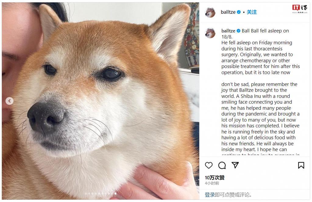 知名“废柴”表情包柴犬Balltze离世