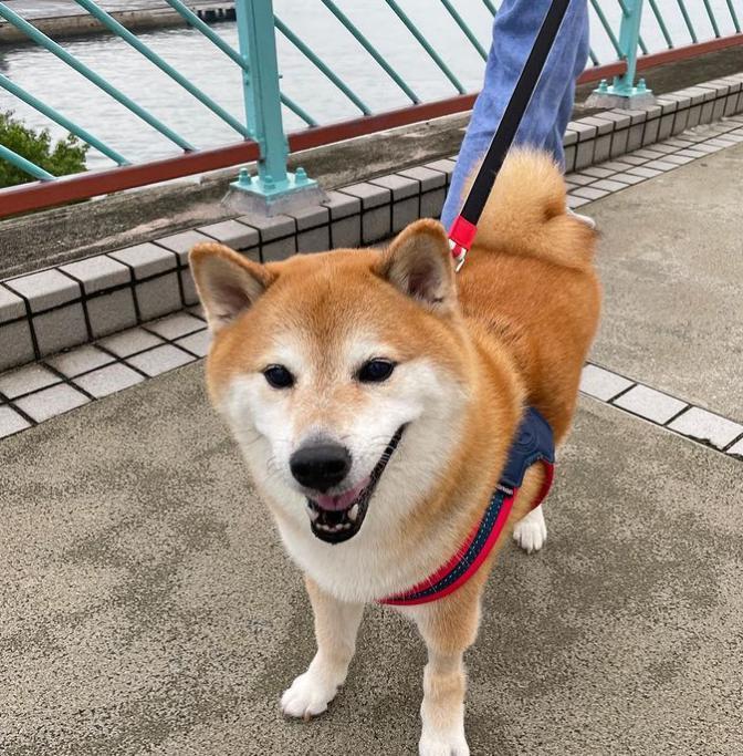 知名“废柴”表情包柴犬Balltze离世
