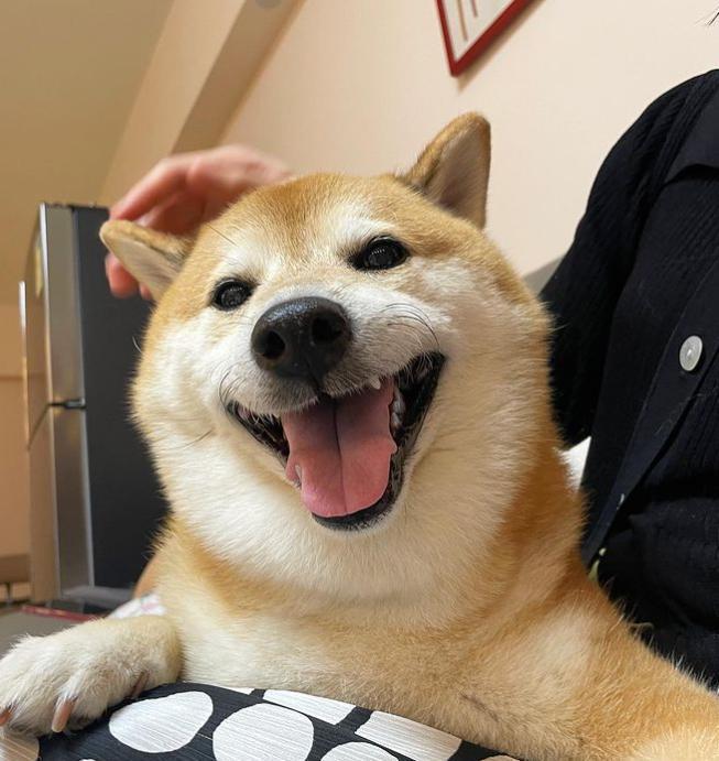 知名“废柴”表情包柴犬Balltze离世