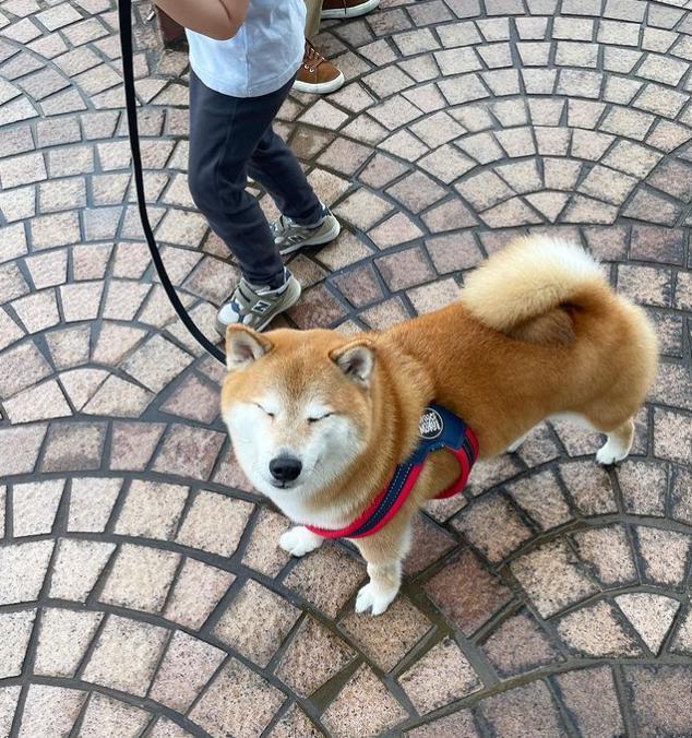 知名“废柴”表情包柴犬Balltze离世