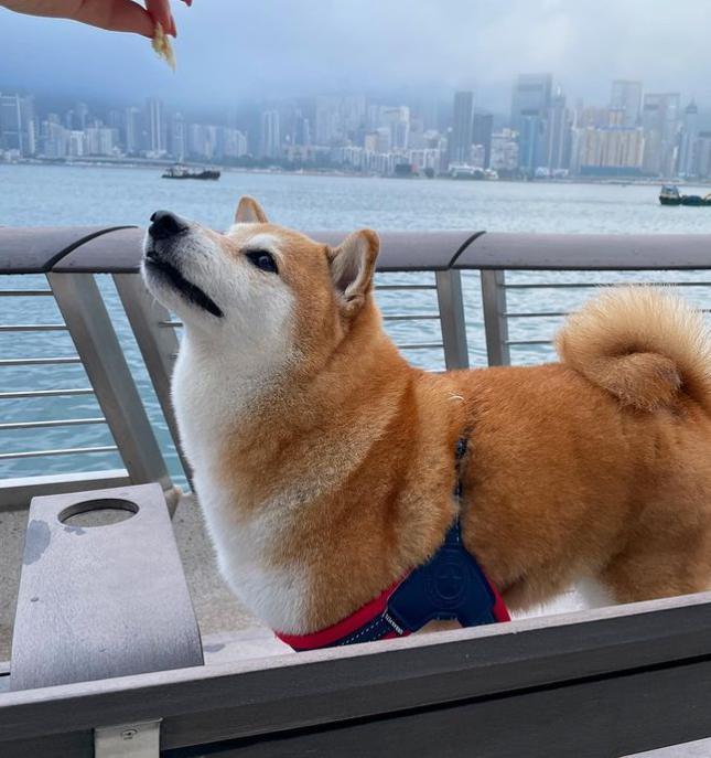 知名“废柴”表情包柴犬Balltze离世