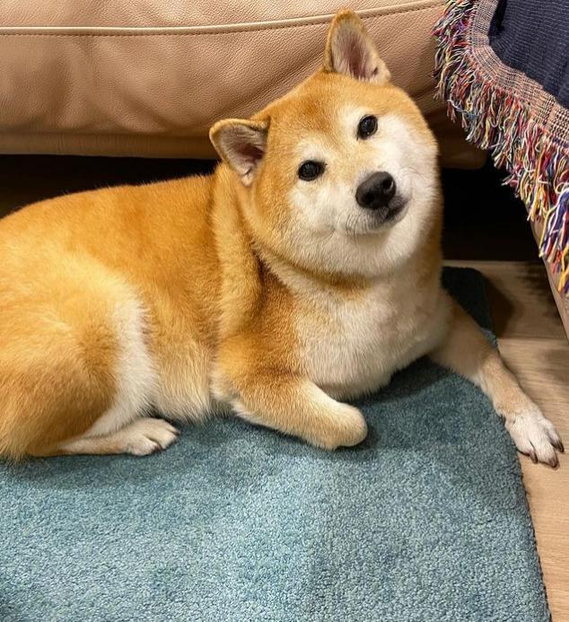 知名“废柴”表情包柴犬Balltze离世