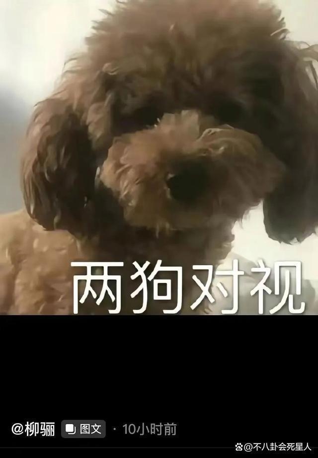 《好声音》导演柳骊太嚣张，暗讽网友是狗，她的背景超乎想象