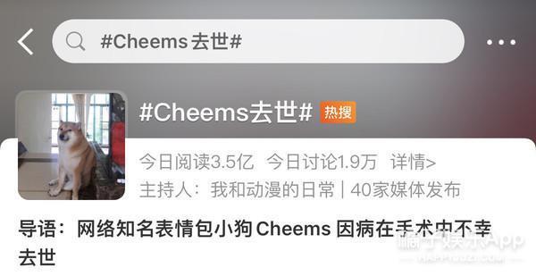 还记得表情包小狗Cheems吗？它的原型去世了