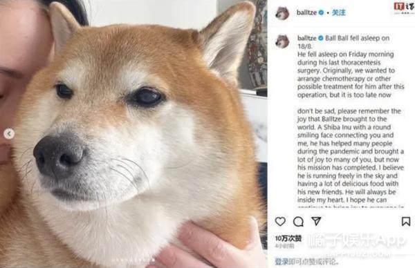 还记得表情包小狗Cheems吗？它的原型去世了