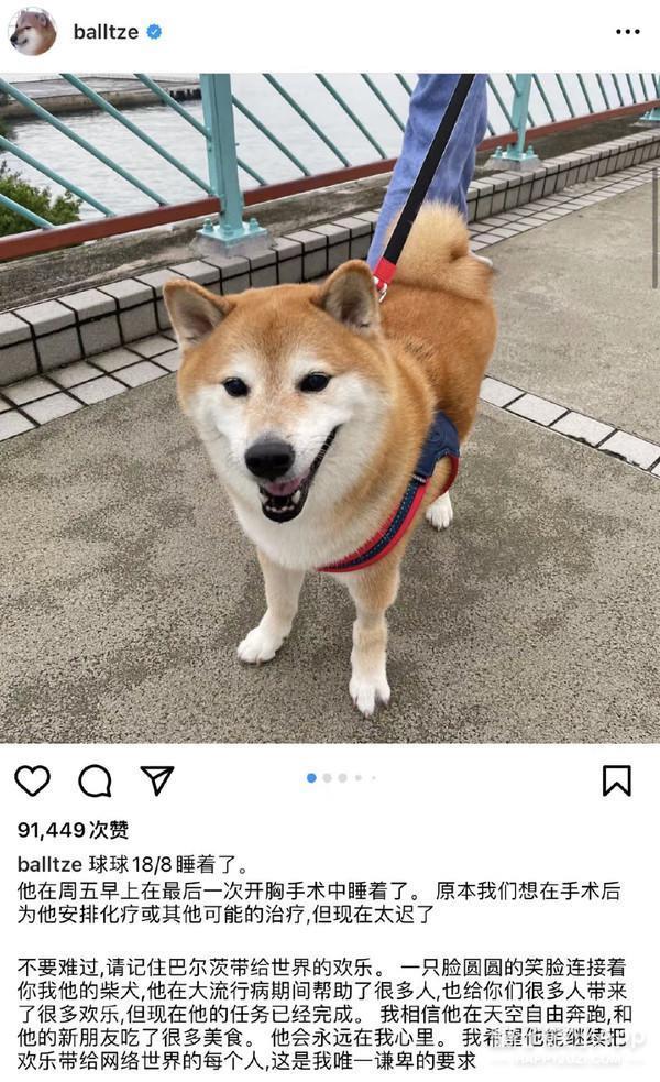 还记得表情包小狗Cheems吗？它的原型去世了