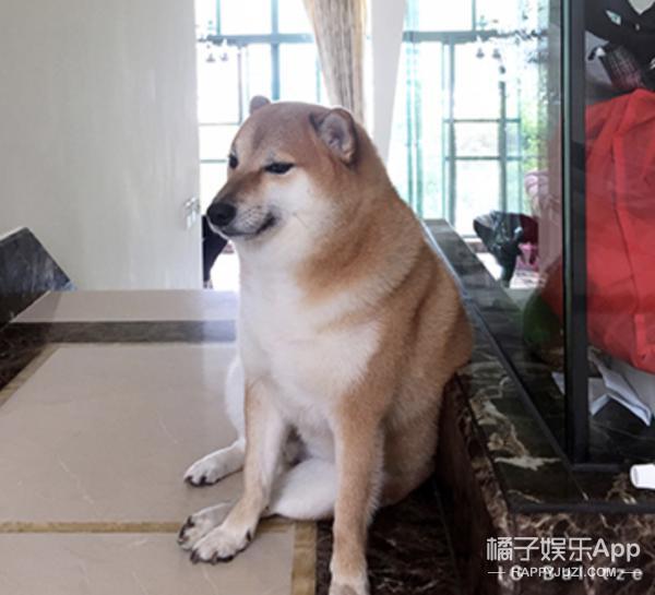 还记得表情包小狗Cheems吗？它的原型去世了