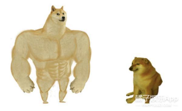 还记得表情包小狗Cheems吗？它的原型去世了