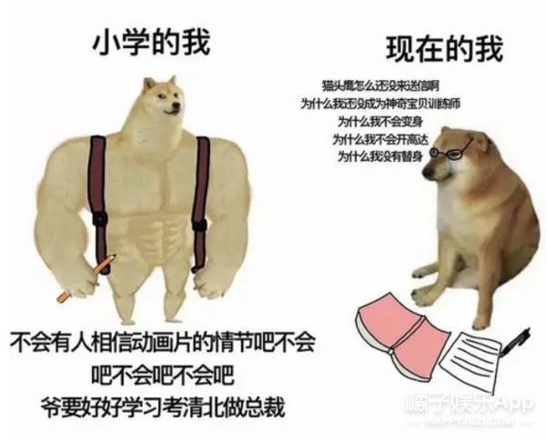 还记得表情包小狗Cheems吗？它的原型去世了