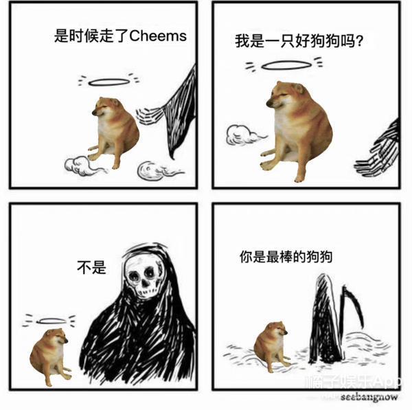还记得表情包小狗Cheems吗？它的原型去世了