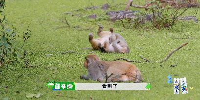 怎么请来沈腾，还是这么难看啊！