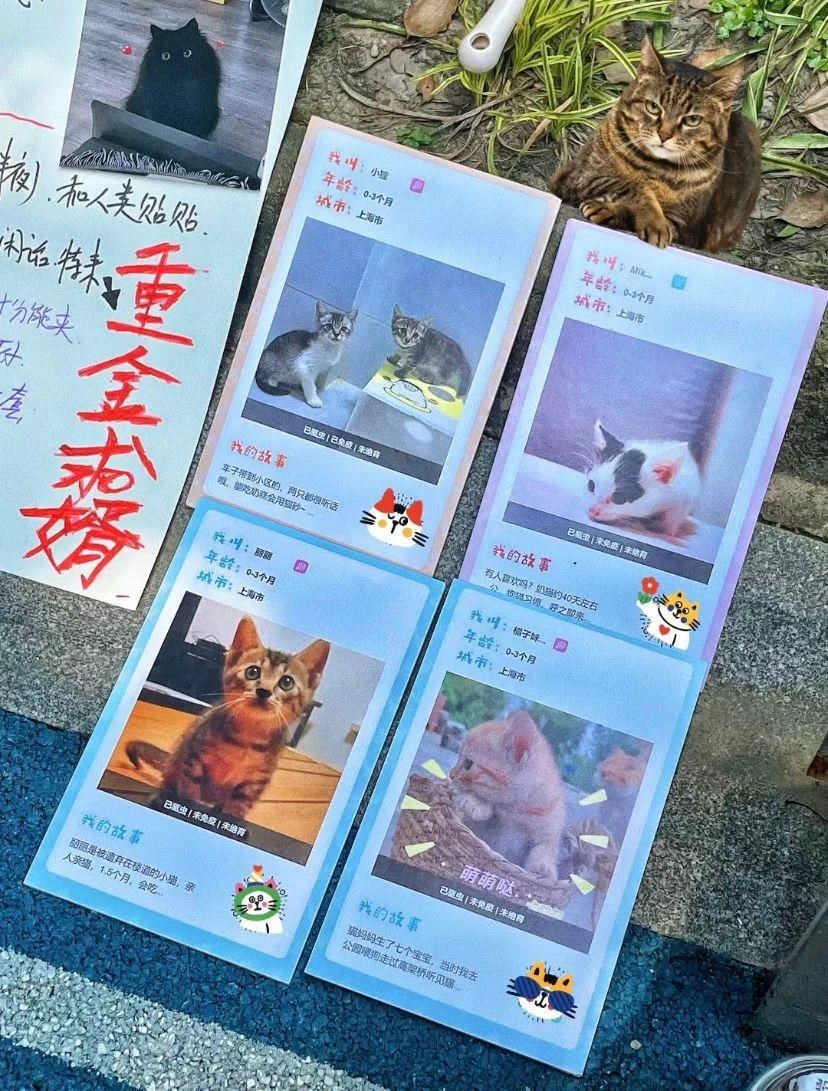 别太离谱！连宠物也开始相亲了