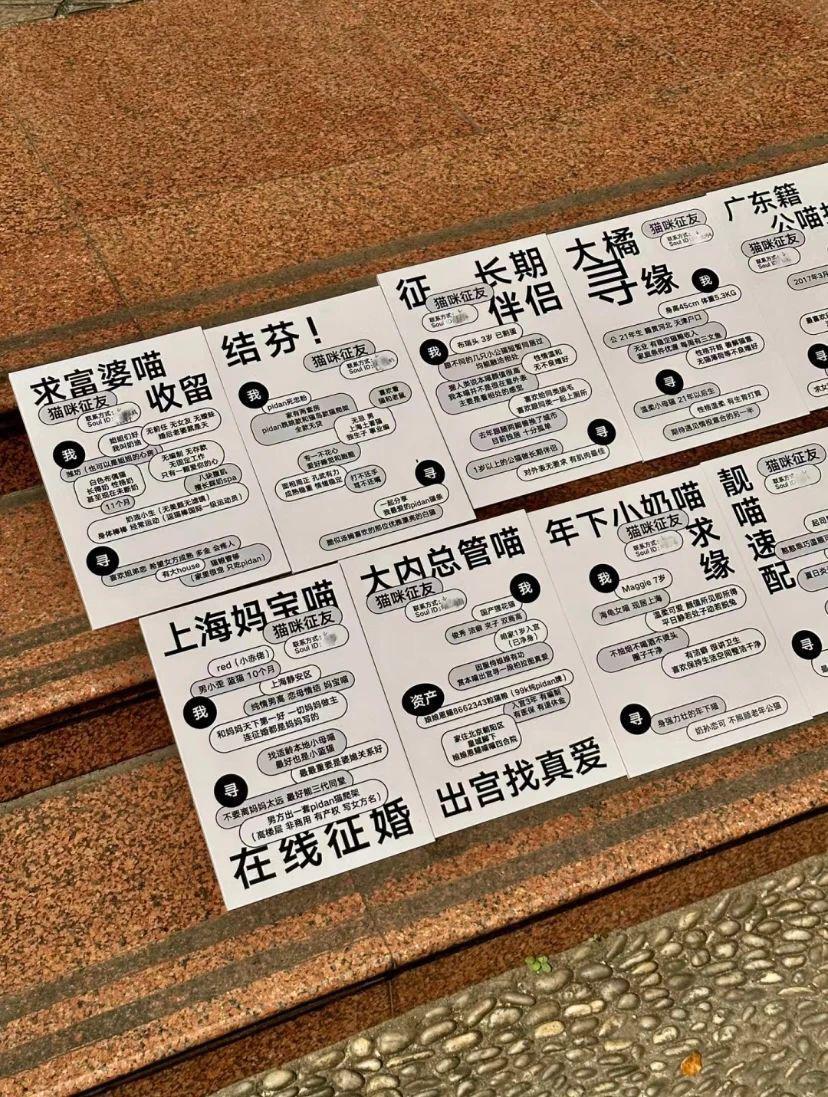 别太离谱！连宠物也开始相亲了