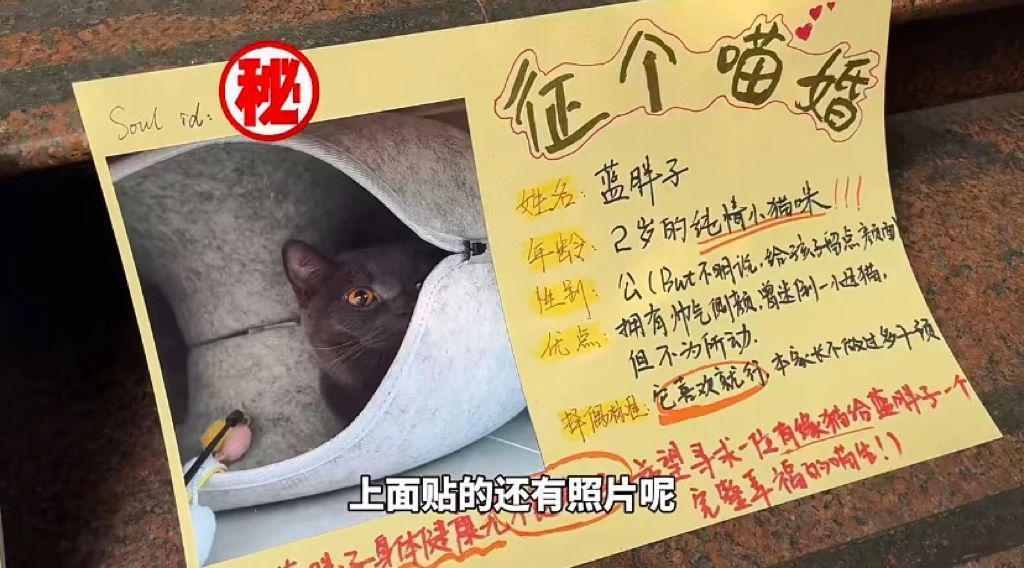 别太离谱！连宠物也开始相亲了