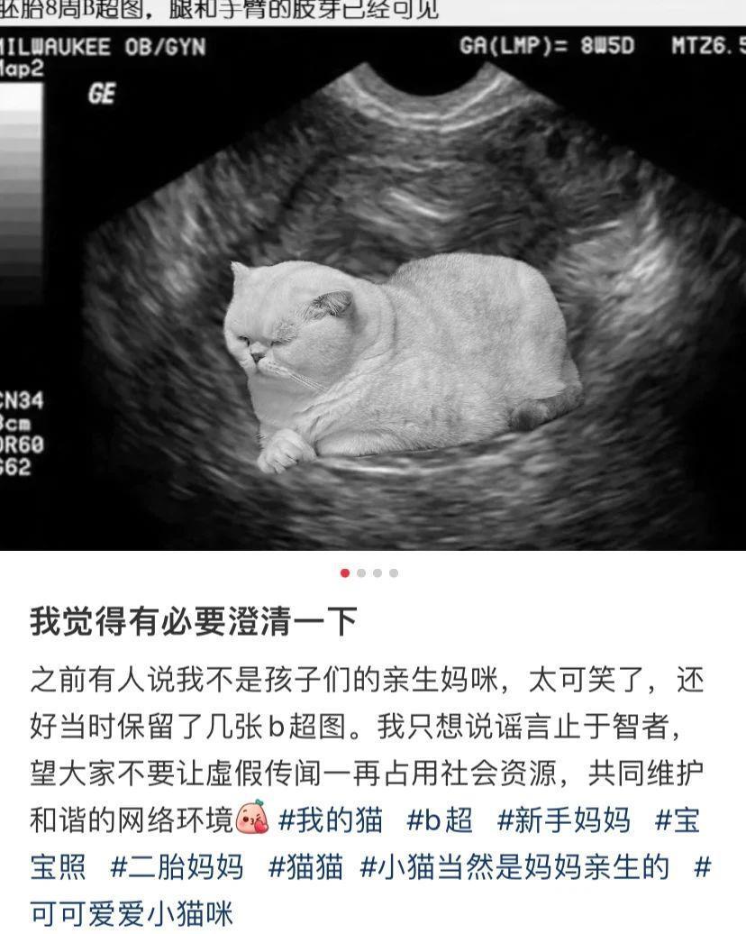 别太离谱！连宠物也开始相亲了