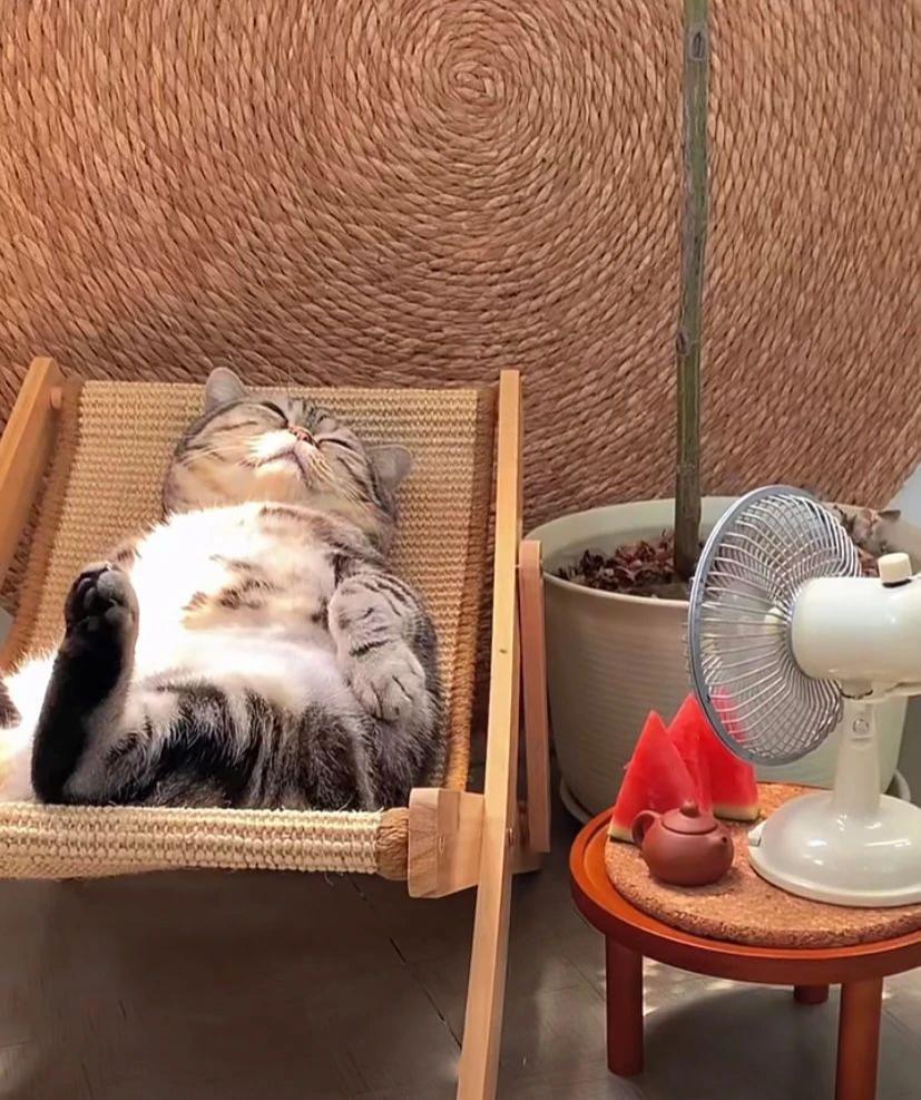别太离谱！连宠物也开始相亲了