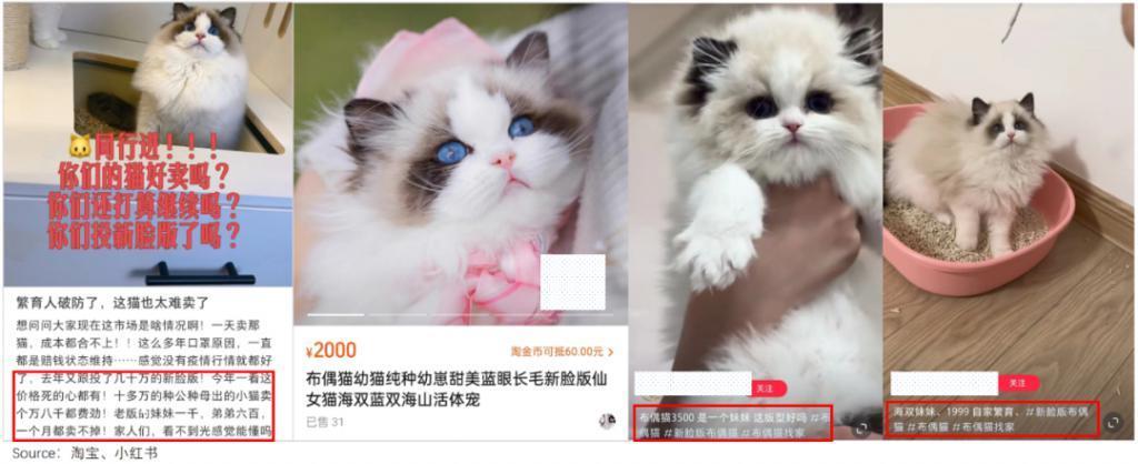 从月入五万到破产，猫舍怎么干不动了？