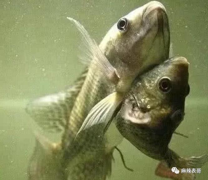 这都能夸起来啊？