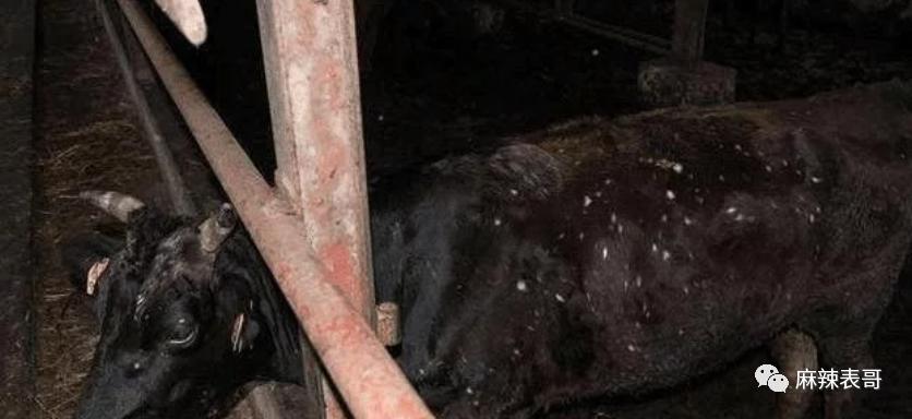 这都能夸起来啊？