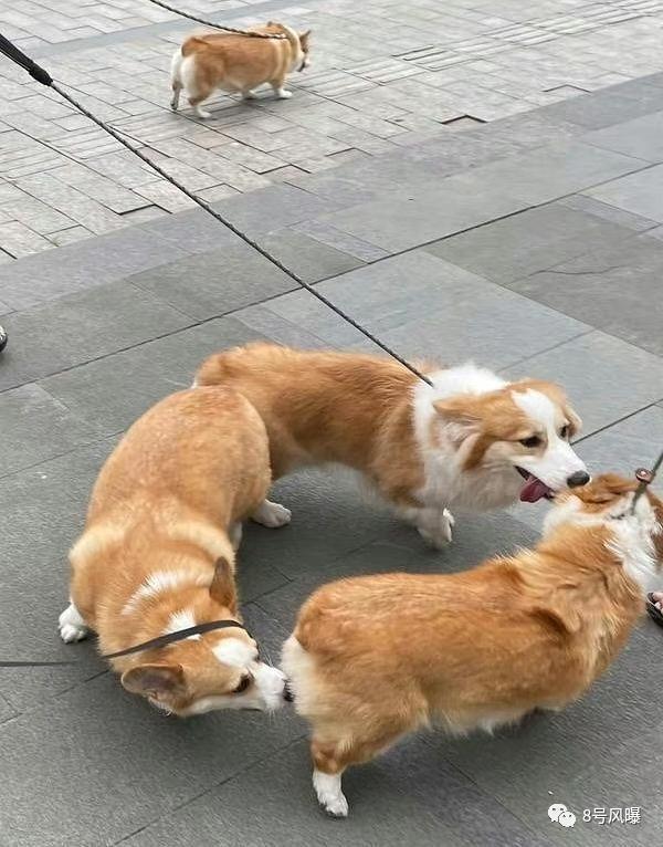 谜一样的口碑，文艺片还是烂片？