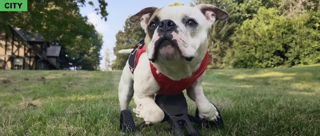 苹果最新的 iPhone 广告，主角居然是一群了不起的小狗