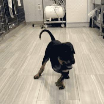 苹果最新的 iPhone 广告，主角居然是一群了不起的小狗