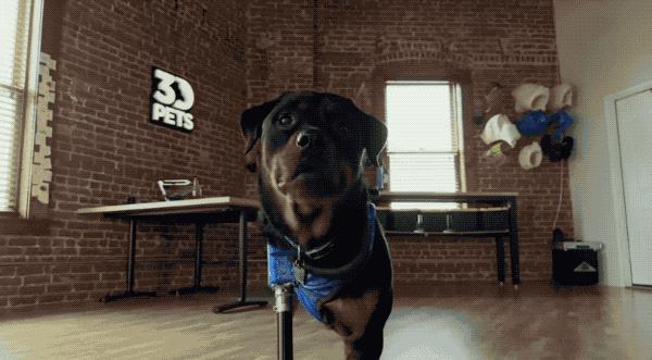 苹果最新的 iPhone 广告，主角居然是一群了不起的小狗