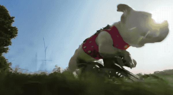 苹果最新的 iPhone 广告，主角居然是一群了不起的小狗