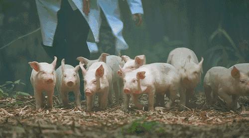 他，两年少了1000多个亿，今年要养7000万头猪