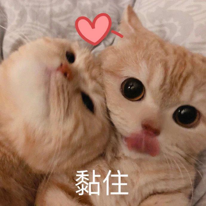 2023年港姐是现实版《美丽战场》吧
