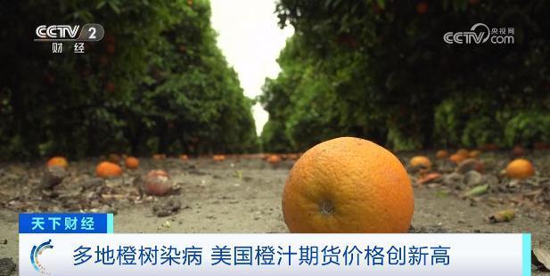 是什么让西红柿价格飙升700%？