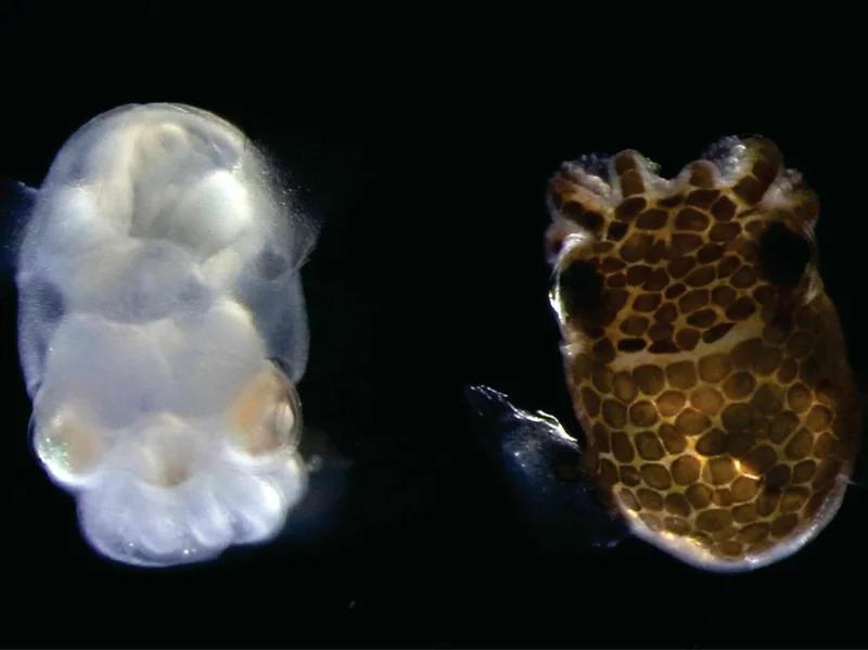 科学家利用 CRISPR-Cas9 工具改造出透明乌贼