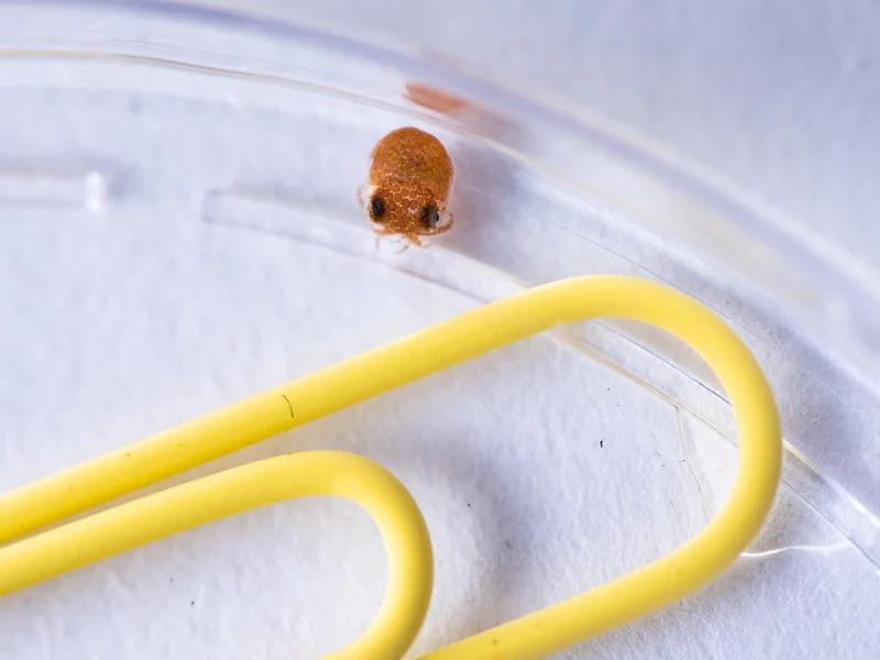 科学家利用 CRISPR-Cas9 工具改造出透明乌贼