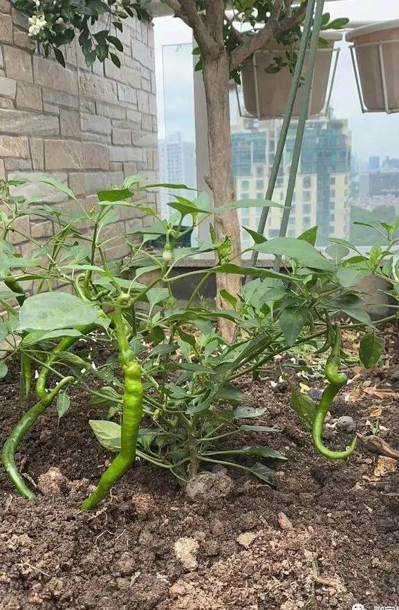 51岁杨钰莹到工地演出捞金？现场寒酸，“玉女掌门人”沦落成这样了？