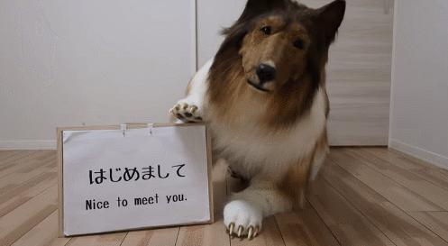 日本男子砸200万变成狗被人牵着在街上遛，视频火遍外网！网友：真的狗看了都害怕