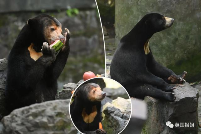 中国动物园的一头熊一夜之间火爆全球！国外媒体网友陷入疯狂：“它到底是熊还是人？！”