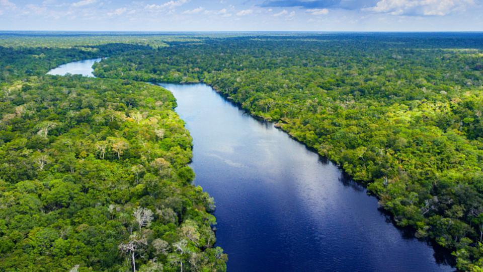 巴西一商人涉嫌大肆砍伐亚马孙雨林被捕