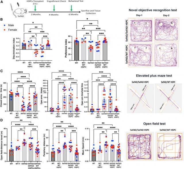 最新研究显示：移植造血干细胞可“逆转”阿尔茨海默氏症