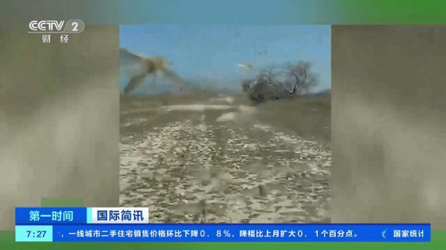 体长达5厘米！这里再遭蝗虫侵袭！遮天蔽日