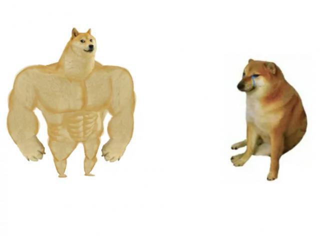 知名“废柴”表情包柴犬Balltze离世