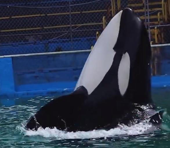 俄罗斯或最快年底推出“功能可完全替代海外产品”的国产手机