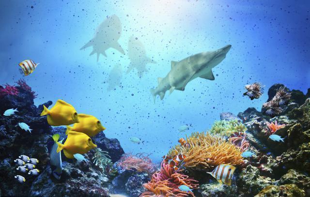 核污水排放后，日本水产还能吃吗？