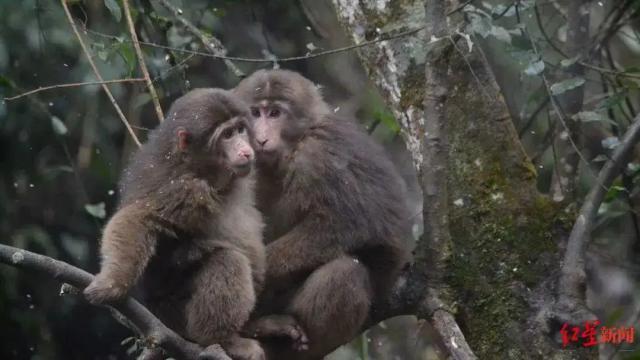 专门来峨眉山却没看到猴子，游客投诉：限期必须看到！景区回应