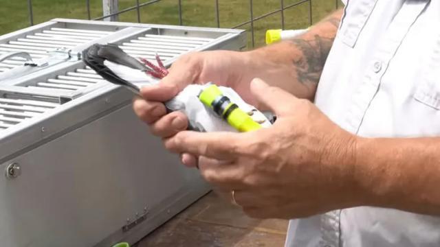 鸽子传送数据竟然比互联网更快？博主用实验揭秘