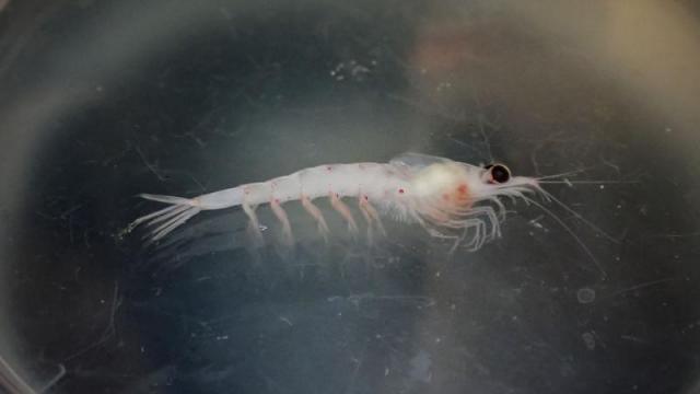 中国在南极发现“海上粮仓”，能养活14亿人？